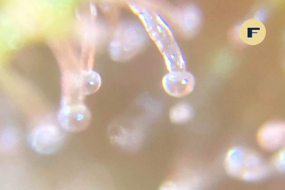 Best micron for bubble hash
