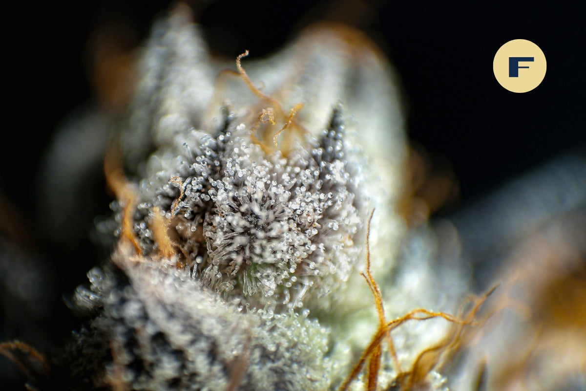 solventless terpene extraction